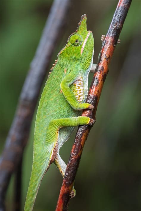 Chameleon Tour Photography