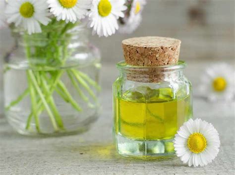 Chamomile Oil For Hair