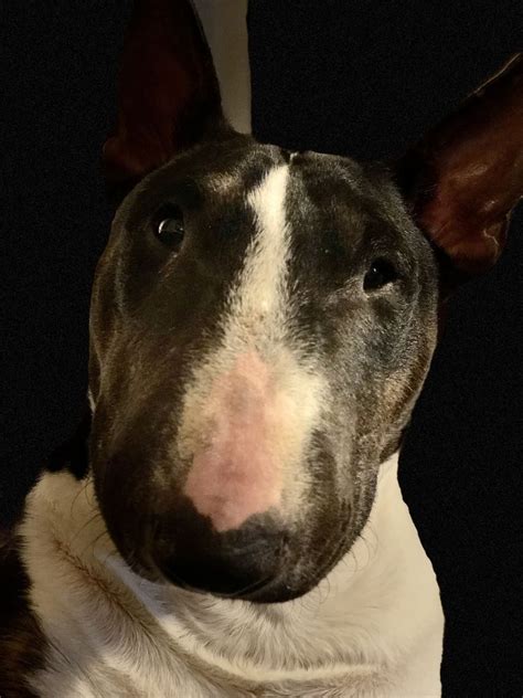 Champion Bull Terrier: The Ultimate Guide