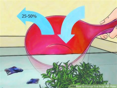 Change Betta Fish Water