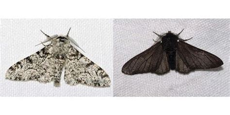 Changes in coloration of moths