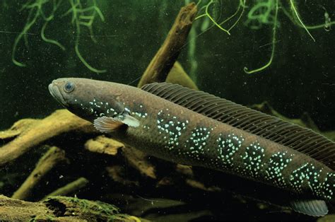 Fakta Menarik tentang Ikan Channa Asiatica
