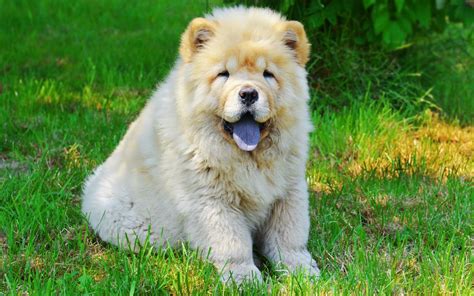 Chow Chow Dog Breed Information With Pictures