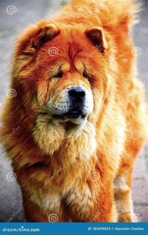 Chao Chao Dog Images: A Unique And Stunning Breed