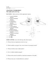 Chapter 15 Worksheet The Ankle And Lower Leg