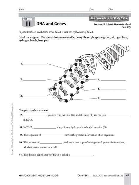 Chapter 11 Dna And Genes Worksheet Answer Key