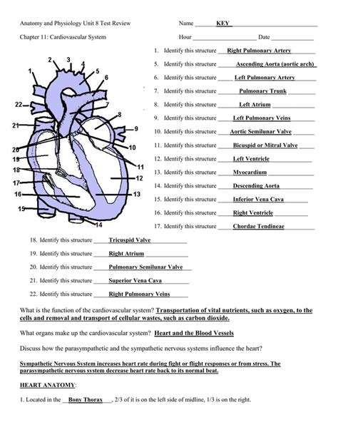 Chapter 11 The Cardiovascular System Worksheet Answer Key — db-excel.com