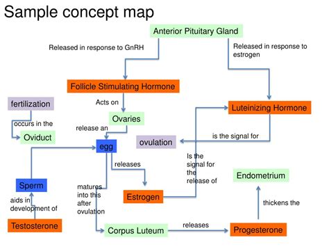 Chapter 28 The Reproductive System The Reproductive Systems