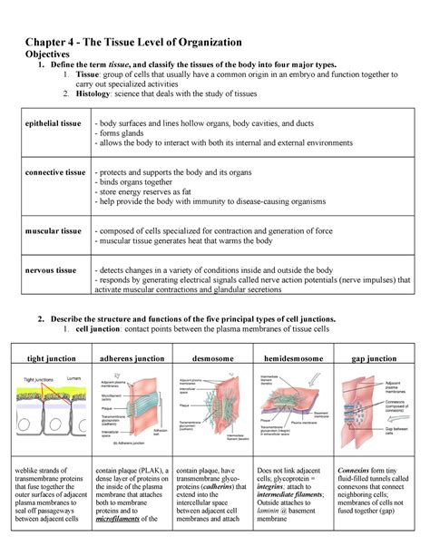 Chapter 4 Histology The Study Of Tissues Answers Study Poster