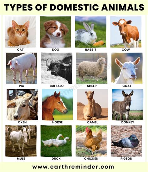 Chapter 47.—LIVESTOCK AND DOMESTIC ANIMALS