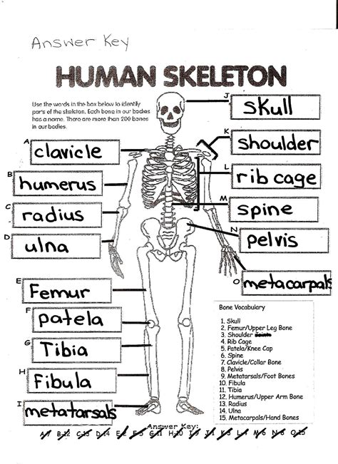Chapter 5 Skeletal System Worksheet Answers