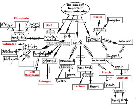 Major Organic Molecules Concept Map Map