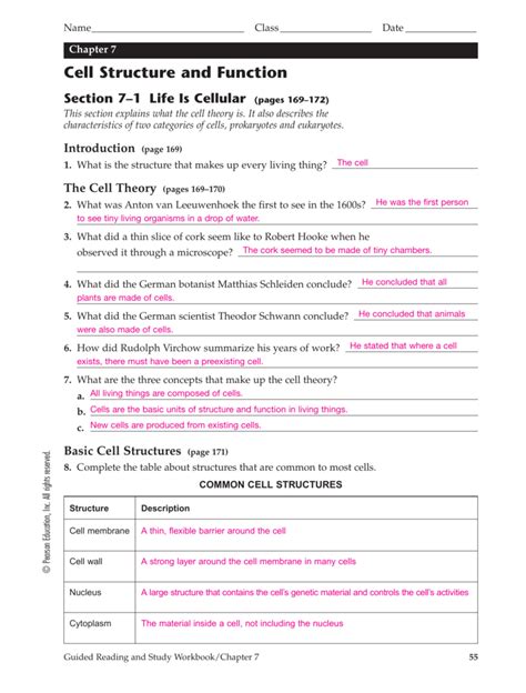 Chapter 7 Cell Structure And Function Worksheet Answer Key - Worksheet List