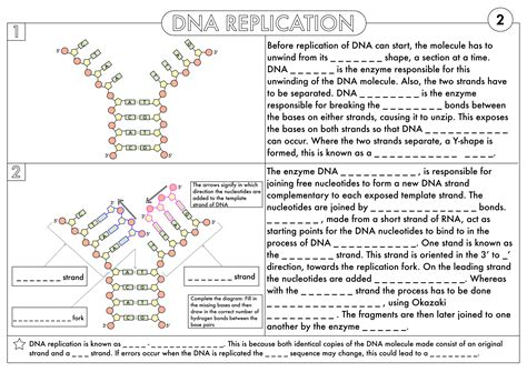 Dna Rna And Protein Synthesis Worksheets Answer Key