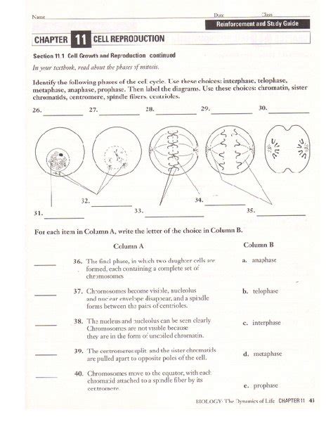 Chapter 8 Active Reading Worksheets Cell Reproduction Answer Key