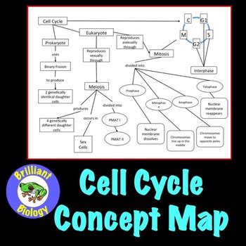 ️Cell Transport Concept Map Worksheet Free Download Goodimg.co