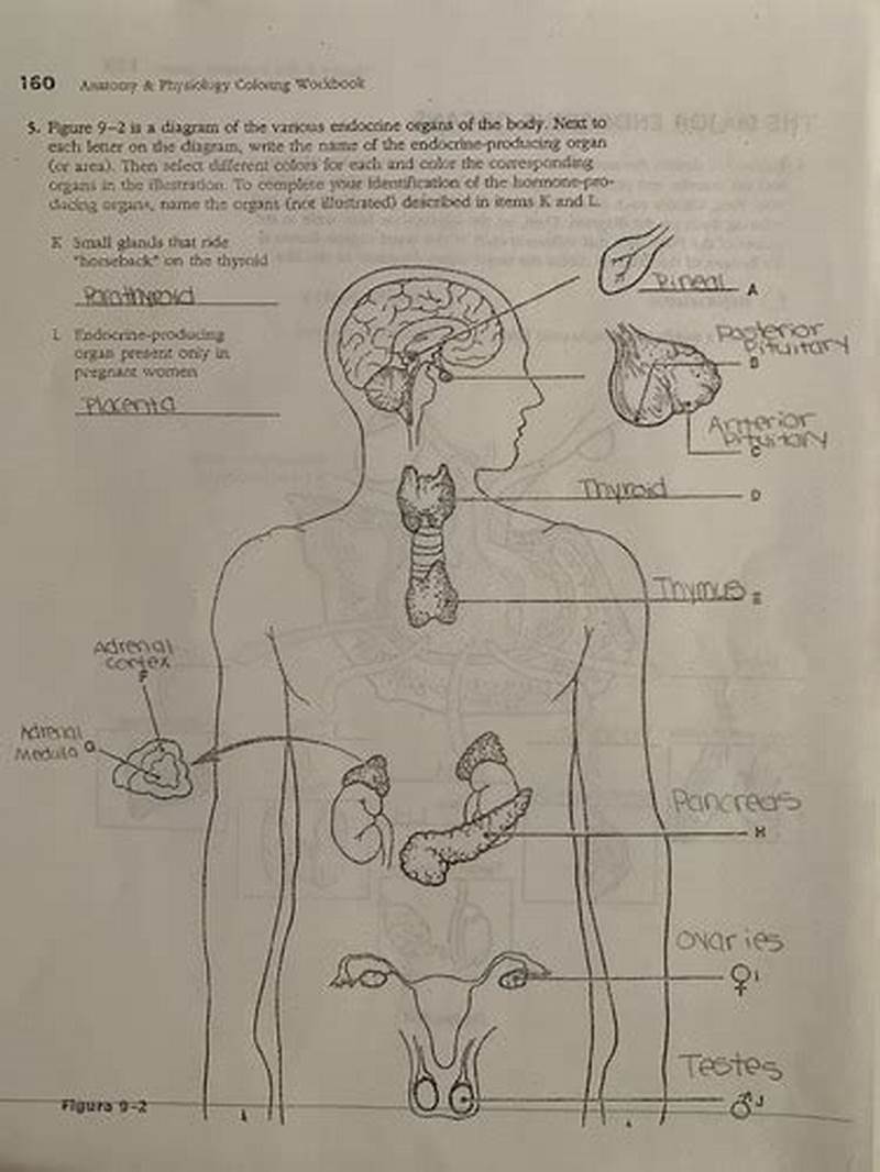 Chapter 9 Endocrine System Coloring Workbook Answer Key