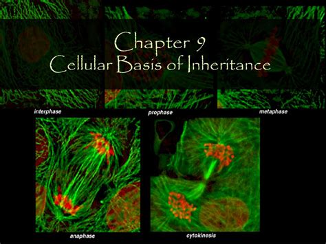 Solved Chapter 9 Patterns Of Inheritance Guided Reading