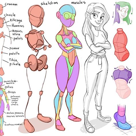 Character Design Anatomy