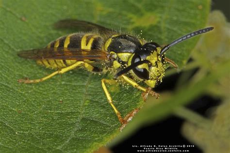 Characteristics of Ground Yellow Jackets