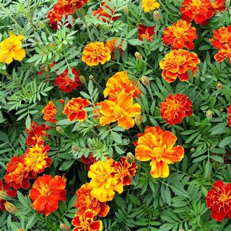 Charming French Marigold Picks