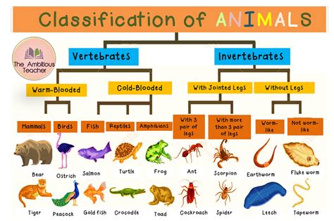 Chart Of Animal Classification