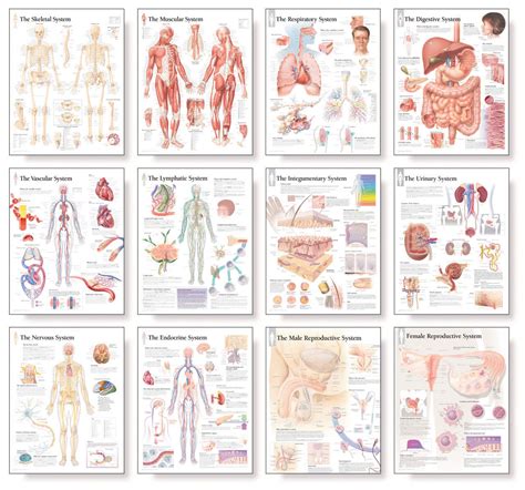 Chart Of Body Systems