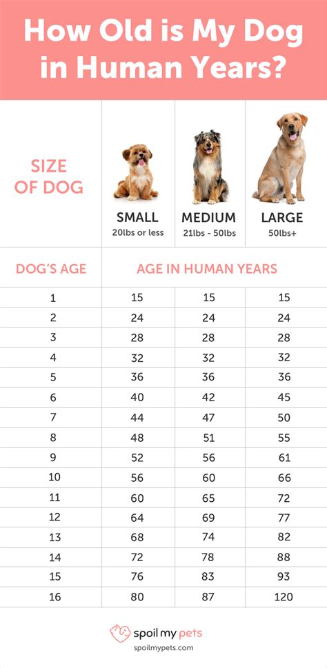 Chart Of Dog Years