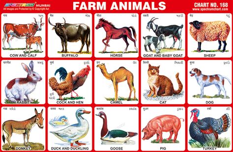 Chart Of Farm Animals