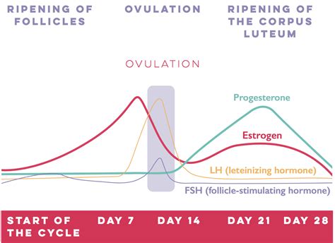Chart Of Hormones During Cycle