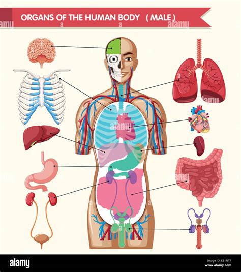 Chart Of Human Organs