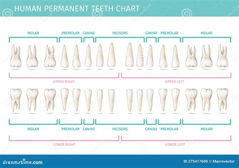Chart Of Human Teeth
