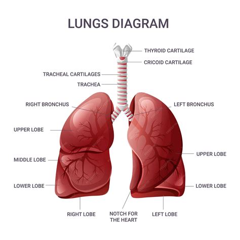 Chart Of Lungs