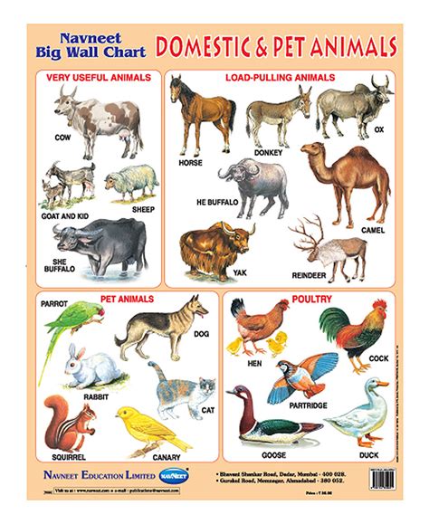 Chart Of Pet Animals
