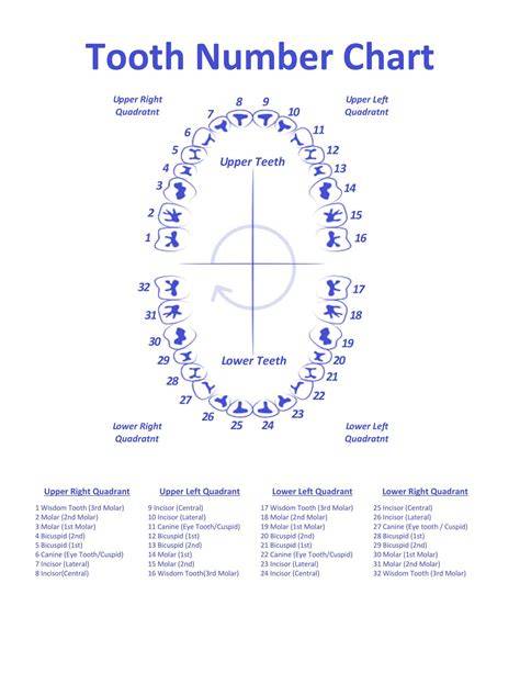 Chart Of Teeth Numbers