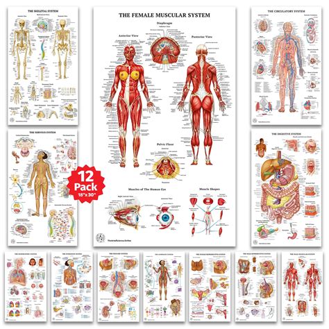 Chart On Human Body