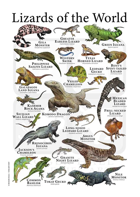 Chart Types Of Lizards Family