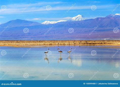 Chaxa Lagoon Flamingos