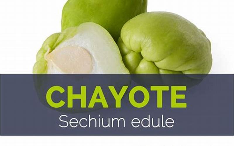Chayote Skin Health