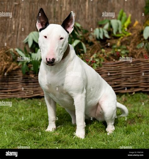 Cheap English Bull Terrier