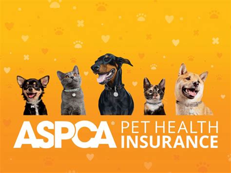 Cheap Pet Insurance For Multiple Dogs