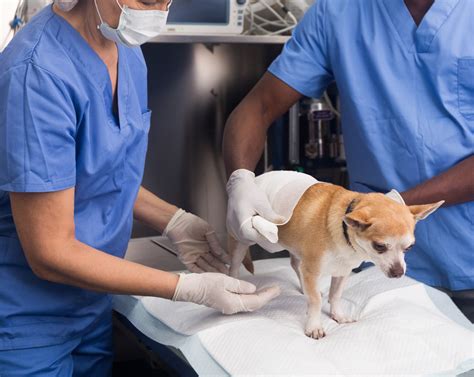 Cheap Vet Surgery Near Me