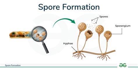 Checking for Spore Formation