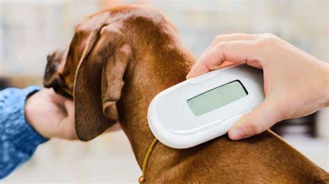 Checking the Microchip: Steps to take