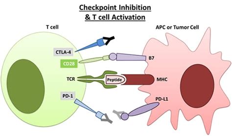 Checkpoint Inhibitors: A Closer Look