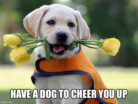Cheer Up Meme Dog