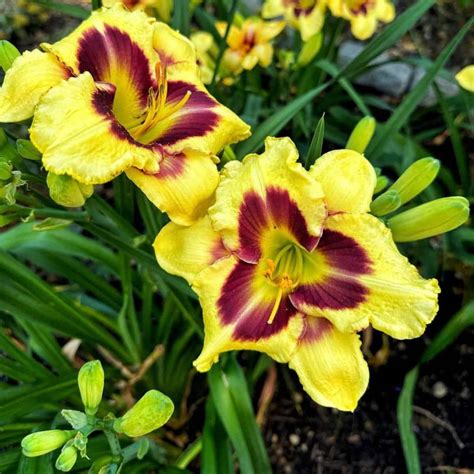 Cheerful & Easy-Care Perennials