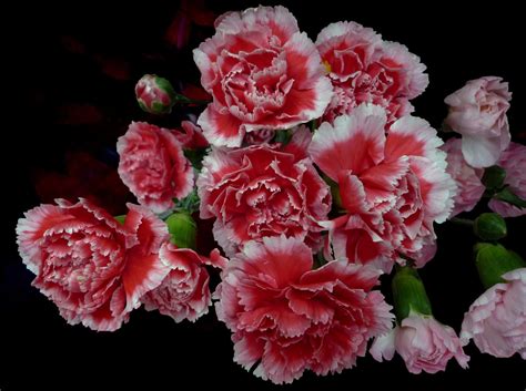 Cheerful Carnations