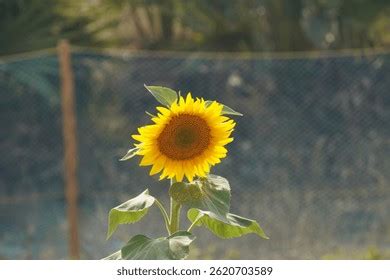 Cheerful Sunflowers: Tracking the Sun