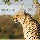 Cheetah Powerpoint Template Free